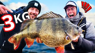 DREAM FISH: Worlds best perch fishing (3 kg+) | Team Galant