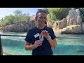 October 7 - California Sea Lions Meet the Keeper Chat | Houston Zoo