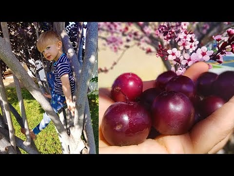 Front Yard Fruit Tree ~ Home Owner's Association Approved! The Best