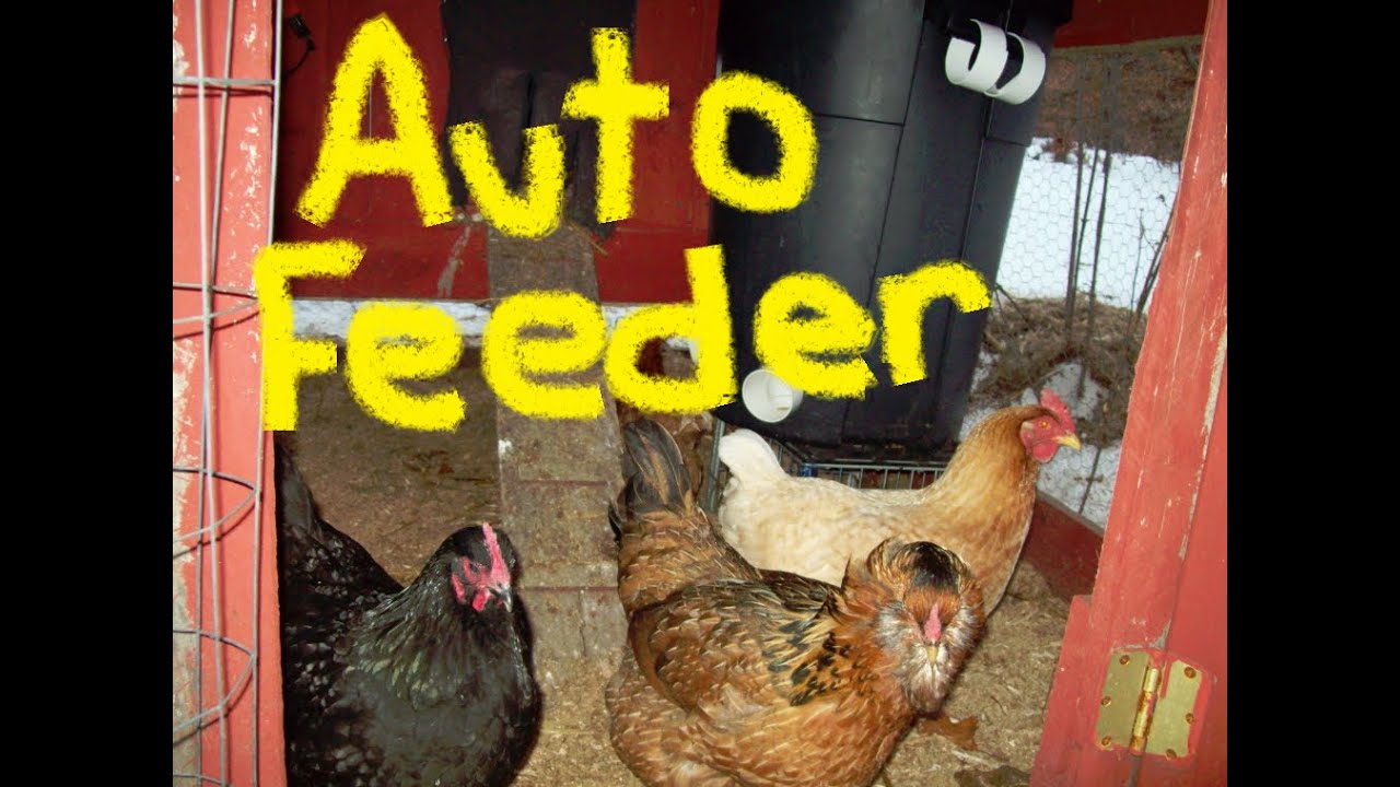 Easy Automatic Chicken Feeder - YouTube
