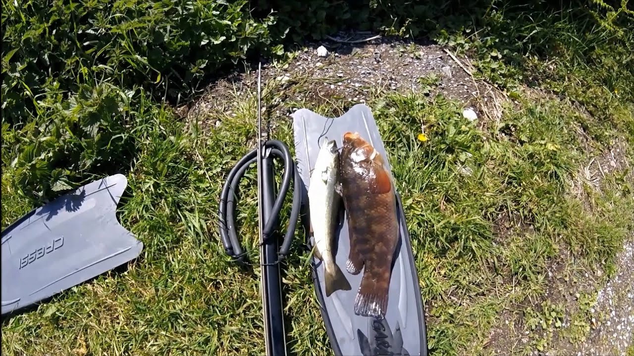 Ireland spearfishing GALWAY BEAVERS Shark YouTube