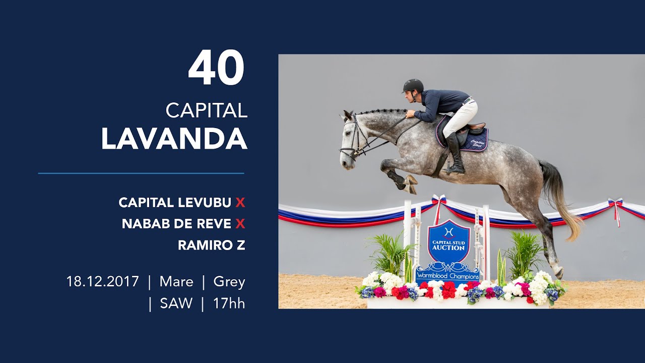 40 CAPITAL LAVANDA