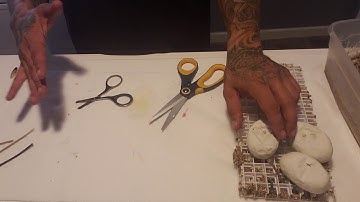 Egg cutting . Banana pied x OD calico !!!