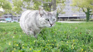 カギしっぽをフリフリしながら芝生で何かを探すサバトラ猫