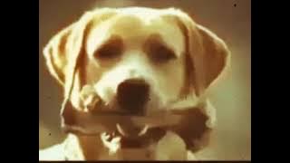 Story'Wa.    (Anjing dikhianati si anjing anjingnya pun pergi)