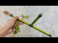 Making Easy Bamboo Gun that Can Shoot Fruit Bullet