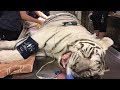 White Tiger Dental in 360!