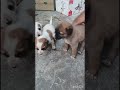 Friends, puppies are available for adoption ❤️🥰Adopt don’t shop#shorts #viral #puppies #trending