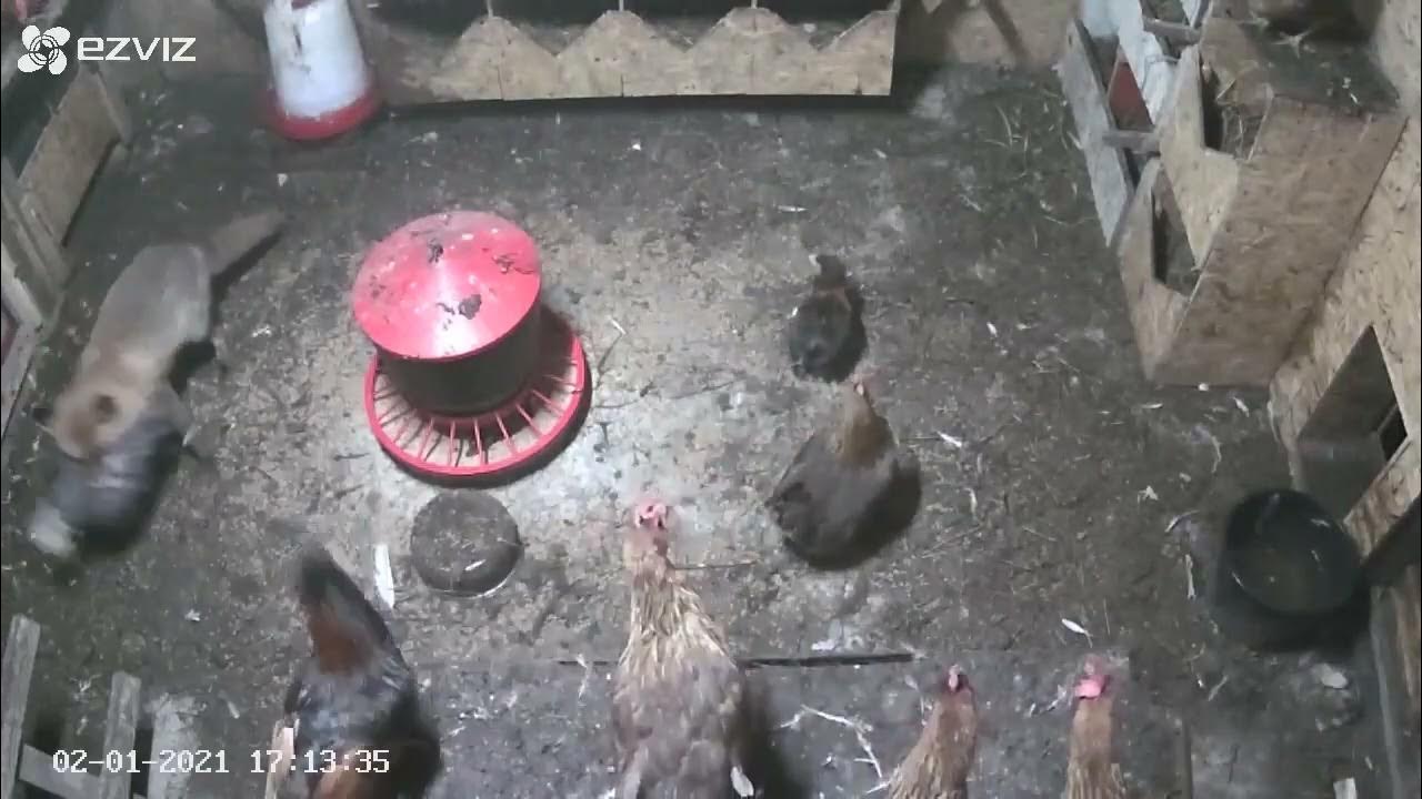 Brutal Fox Attacks And Kills Chickens YouTube