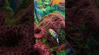 Harlequin Tuskfish