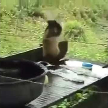 Vidio lucu monyet lagi nyuci baju, dijamin ngajak liat nya  😁