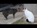 Kucing Berantam Besar Suara