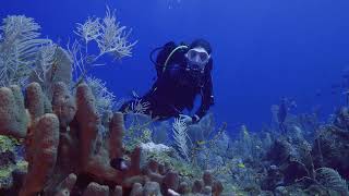 Diving Monkey Shoals West, St. Kitts