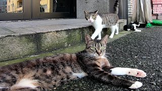 早朝の繁華街、開店前の商店で寛ぐ野良猫達