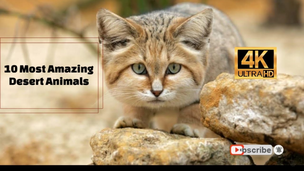 10 Most Amazing Desert Animals 4K - YouTube