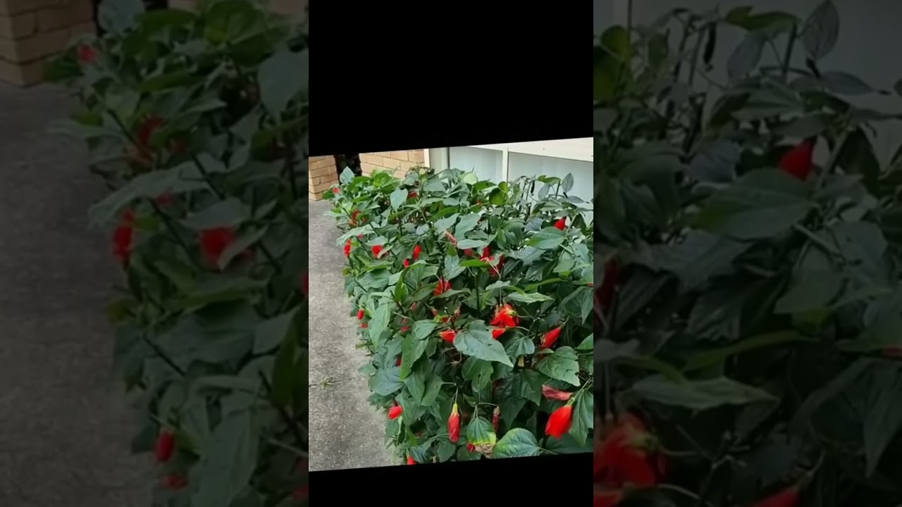 Precision Trimming by Jim's Mowing! ​ Top-notch trimming services to keep your garden looking its
