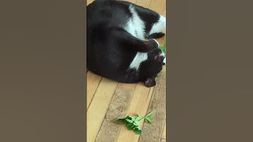 fresh catnip from the garden