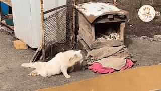 Paralyzed Cat Left Beside a Broken Doghouse Found the Family He Always Waited For