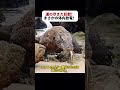 運の尽きた巨獣! まさかの体内放電! #野生動物 #オオトカゲ #シビレウナギ #自然の驚き #動物の瞬間
