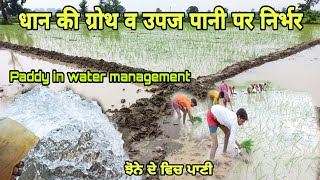 धान की ग्रोथ व पैदावार ज्यादा, पानी मैनेजमेंट पर निर्भर Paddy crop in water management, ਝੋਨੇ ਦੀ ਫਸਲ