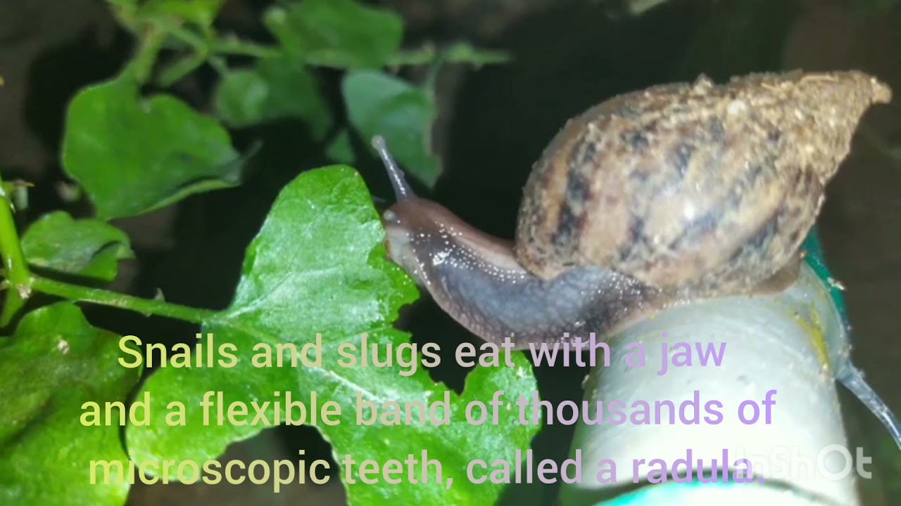 SNAIL TEETH THE WORLD’S STRONGEST BIOLOGICAL MATERIAL? YouTube