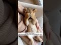 a lion cub curled up in the corner...#shorts