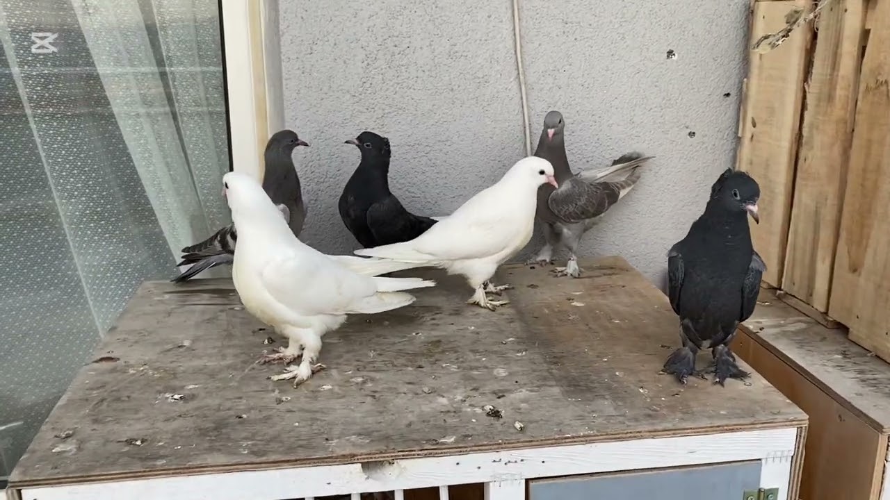 UÇUM VİDEOSU VE YAVRULARIMIZ VE KÜMESİMİZDEKİ SON DURUMLARLA SİZİNLEYİZ İYİ SEYİRLER