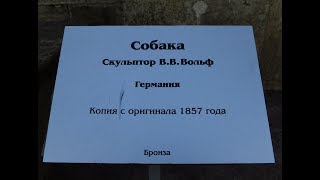Собака для Вязки Собака для Вязки