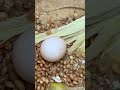 ein Lied über meinen Papagei #fun #birds #funnyshorts