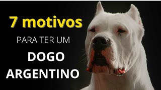 [TOP 07] Motivos para ter um Dogo Argentino