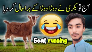 aj to bakri nay bagha bagha k bura haal ker diya🥴🥱😞#village life k mazay