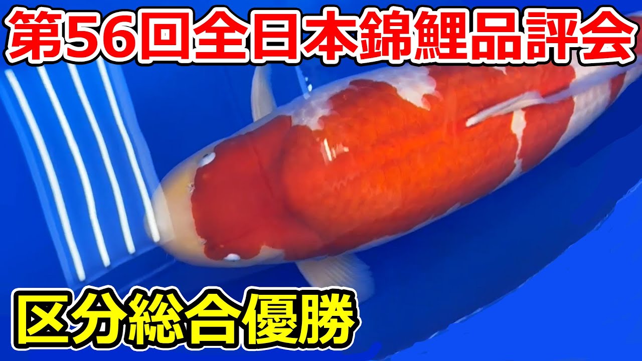 【受賞鯉】第56回全日本総合錦鯉品評会2026　区分総合優勝