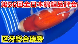 受賞鯉】第56回全日本総合錦鯉品評会2026 区分総合優勝 - YouTube