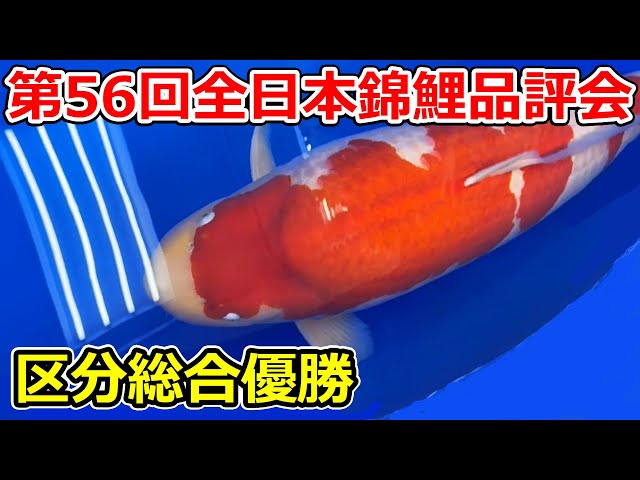 受賞鯉】第56回全日本総合錦鯉品評会2026 区分総合優勝 - YouTube