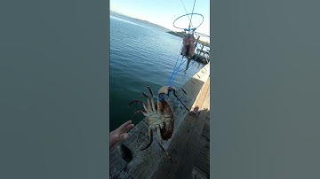 Catching a Huge Red Rock Crab in Puget Sound WA #crabbing #fishing #crab #fish #crabsnare #outdoors