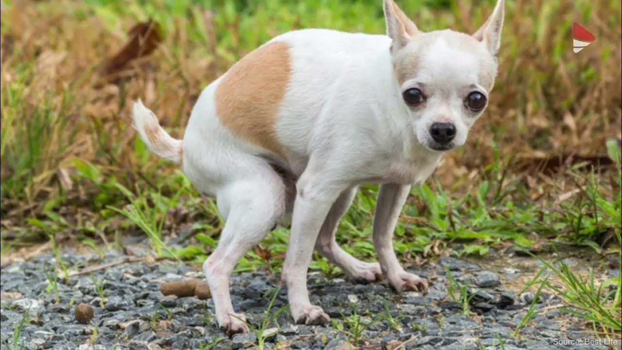 Туалет для чихуахуа. Приучить собаку к туалету. Какающий той терьер. Искупать собаку. Какающий той терьер.