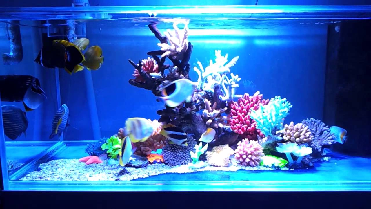 f/o aquarium with artificial coral - YouTube