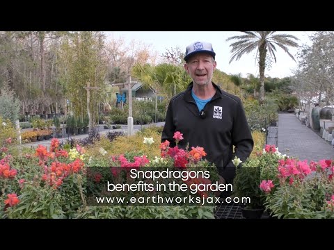 Snapdragons Benefits In The Garden