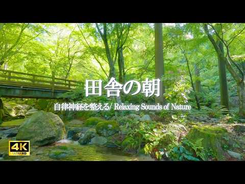 Peaceful Countryside Morning | River Sounds, Birds Singing & Nature Sounds | Relax, Focus, Sleep｜4K