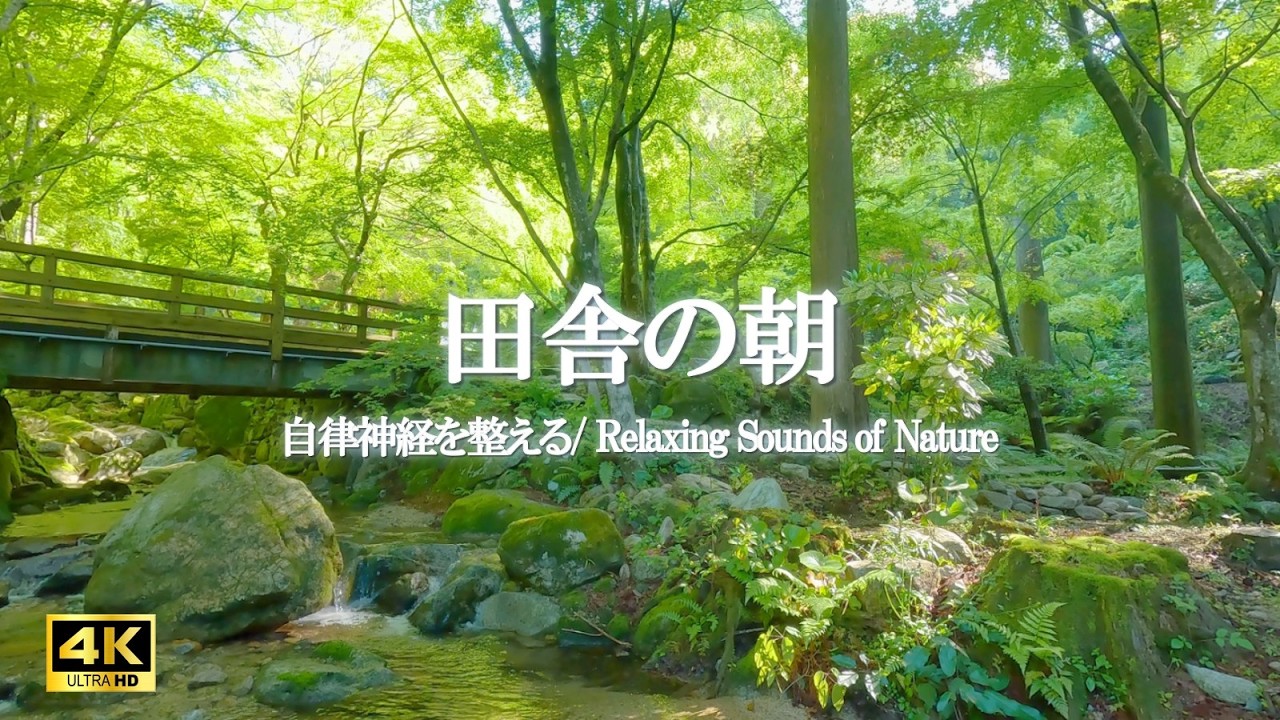 田舎の朝｜川のせせらぎと鳥のさえずり、森の自然音｜自律神経を整える・集中・読書・勉強・作業用【4K Relaxing Nature Sounds】
