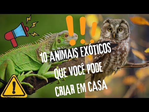 Vídeo: 10 animais de estimação exóticos que são baratos ou baratos