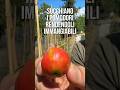 CIMICI VERDI sui POMODORI: ecco cosa fare