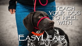 Teach My Dog to Stop Pulling Instantly - With EasyLead