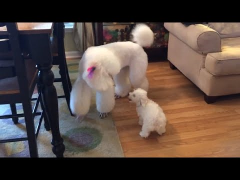 new-family-puppy-isn't-intimidated-by-giant-poodle