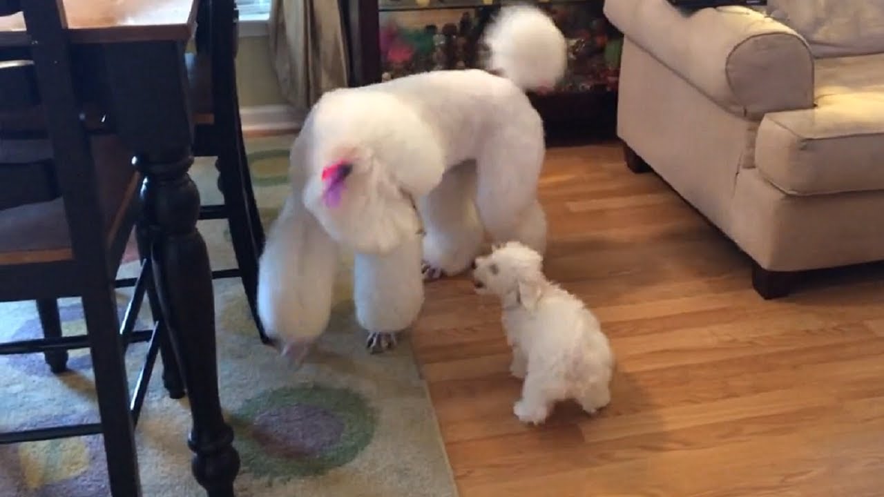 videos for cats New family puppy isn't intimidated by giant poodle