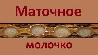 Маточное молочко - что это