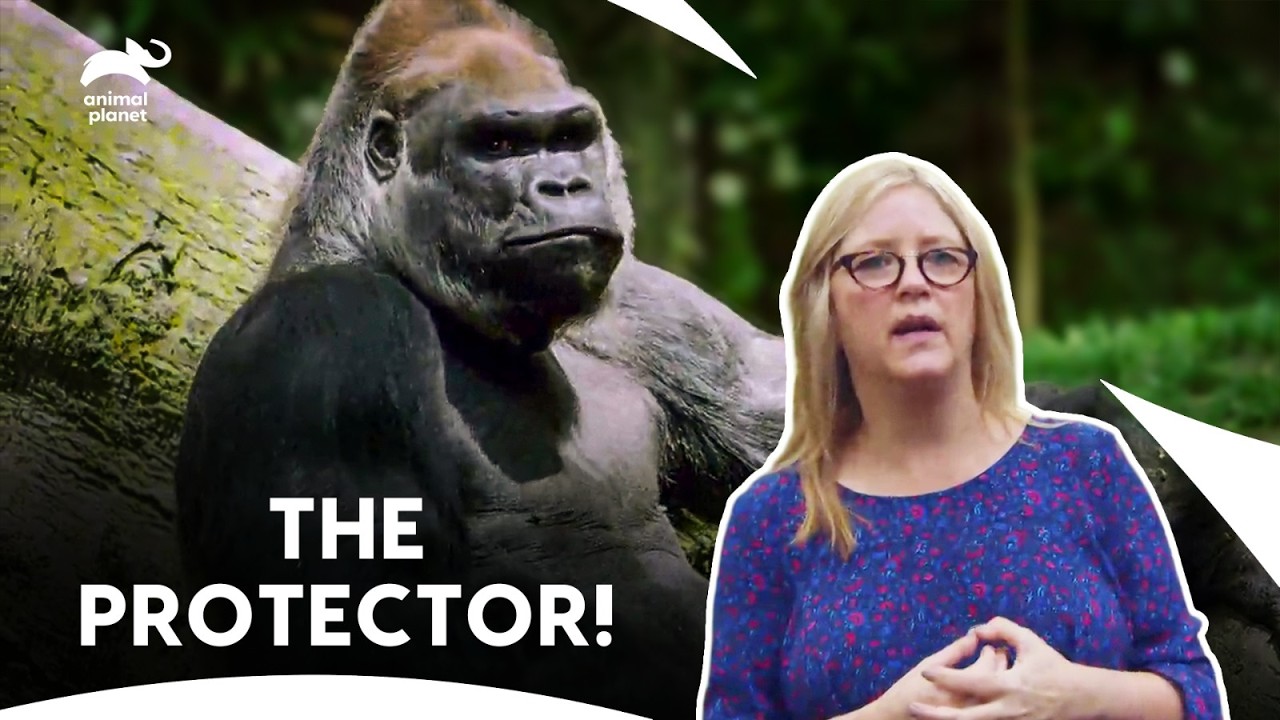 The Guardian Gorilla Of Bronx Zoo! | The Zoo S2 E10 | Animal