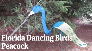 Florida Dancing Birds®, Peacock