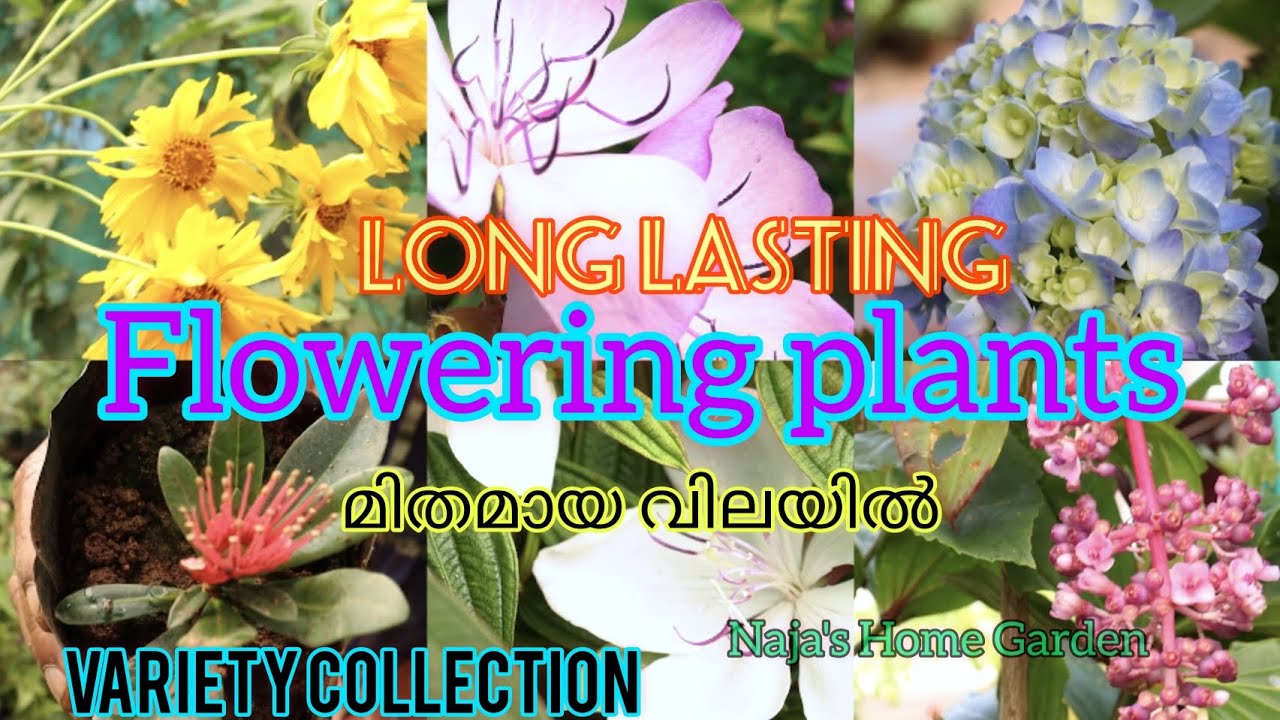 FLOWERING PLANTS SALE ന്യായമായ വിലയിൽ VARIETY FLOWERS Online Sale