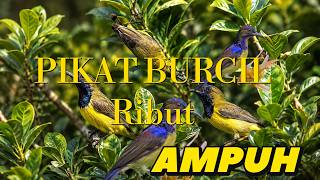 Suara pikat sogon liar ampuh